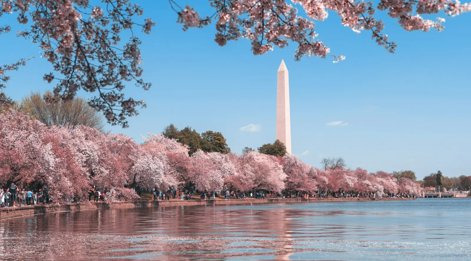 Washington Monument framed by cherry blossoms in Washington, DC